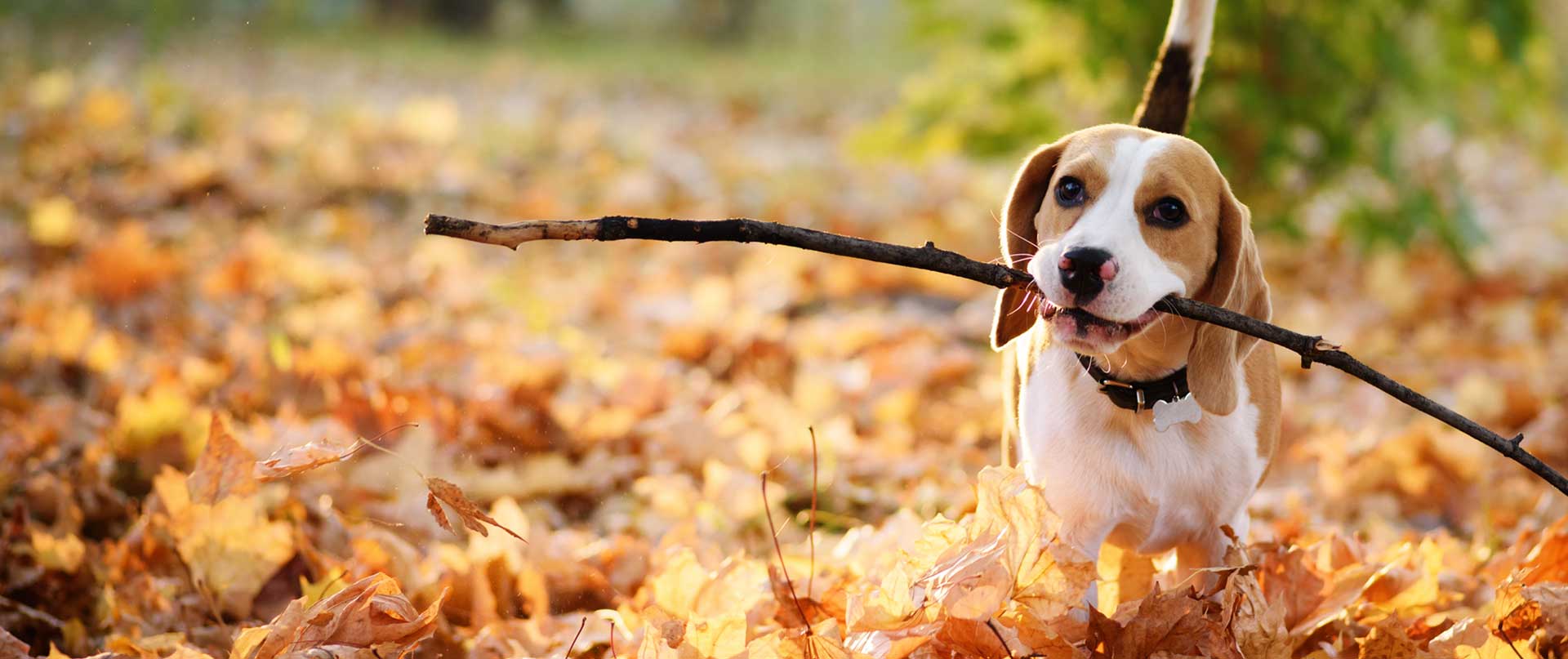 Dog with stick during autumn