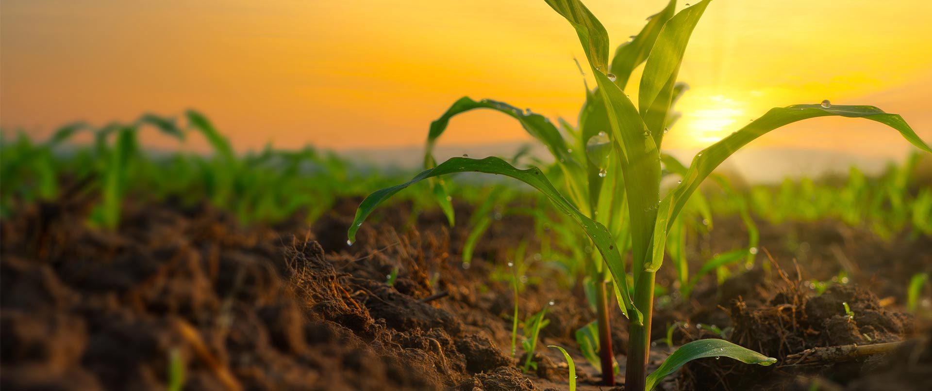 Corn Plant