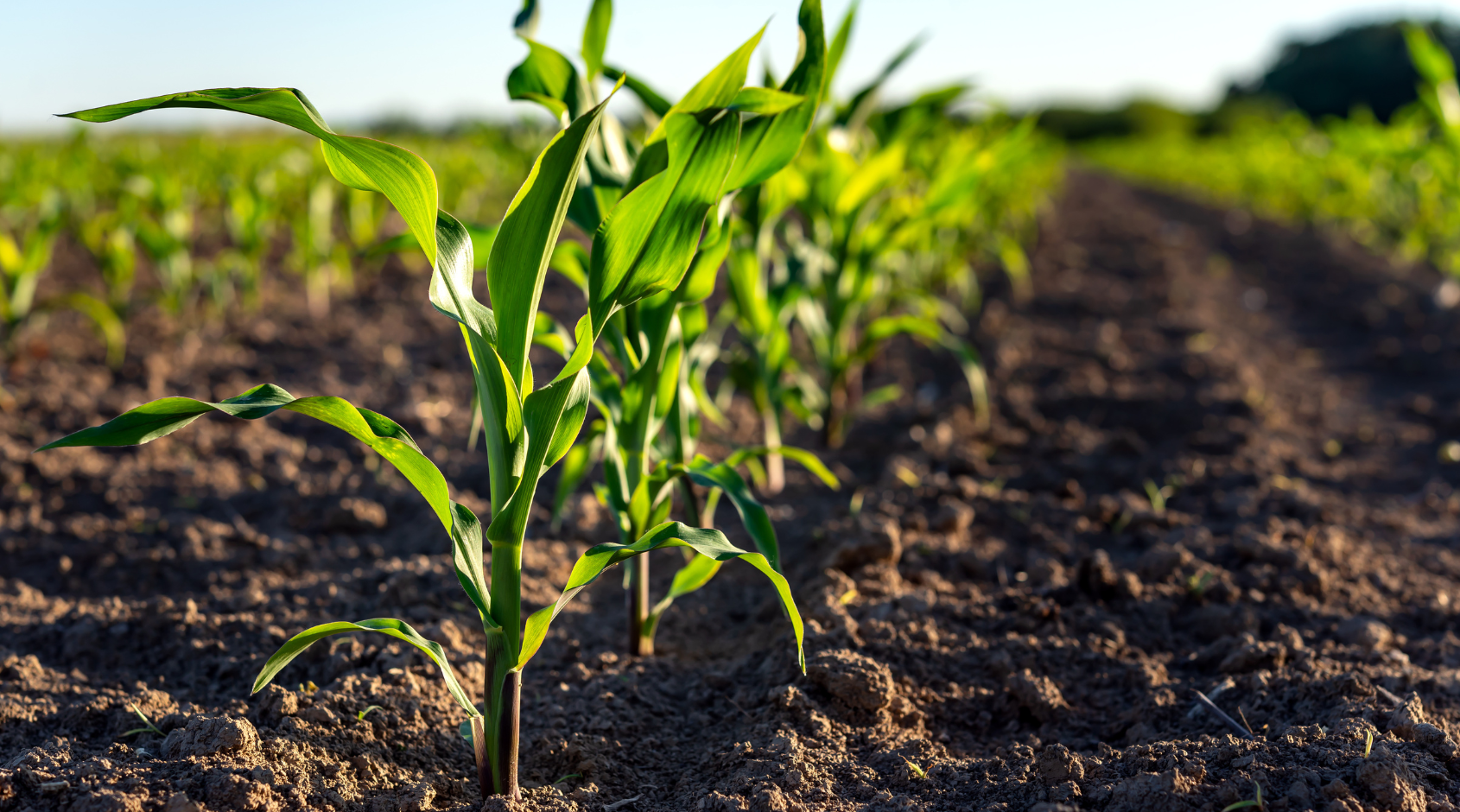 corn crops in field